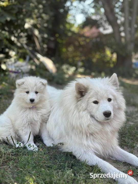 Samojed Samoyed Zapraszamy Pszczyna