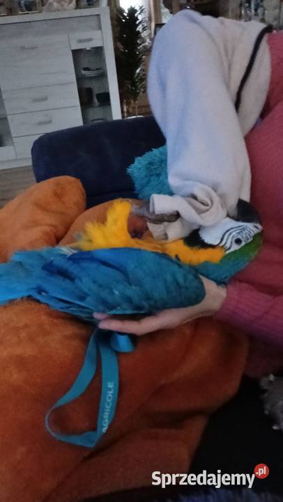 Sprzedam papugę Ara ararauna Charsznica