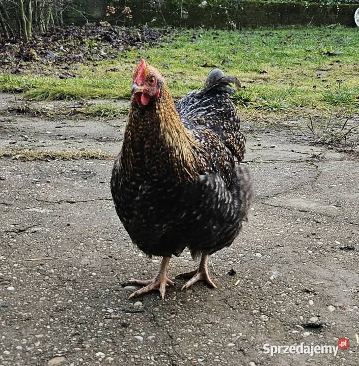 Kogut orpington miniatura miniaturowy Babienica