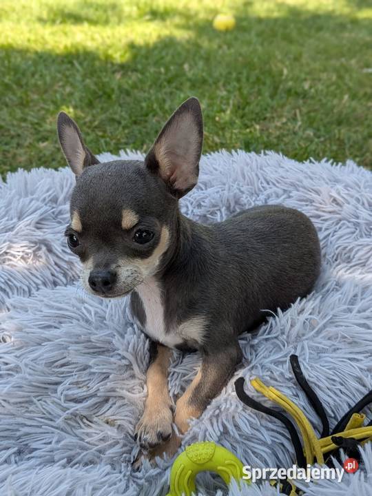 Chihuahua suczka xxs świętokrzyskie Szczaworyż