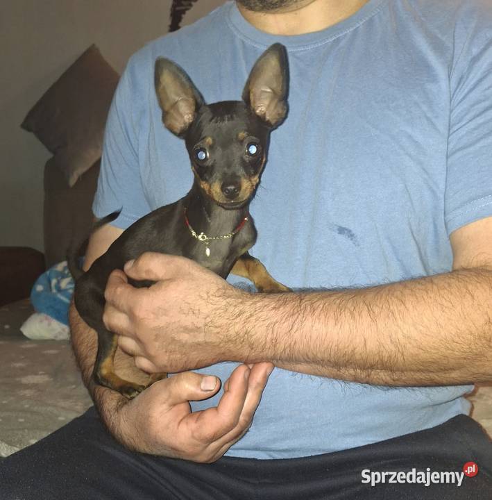 Bingo ratlerek miniaturka pinczerki Jasło sprzedam