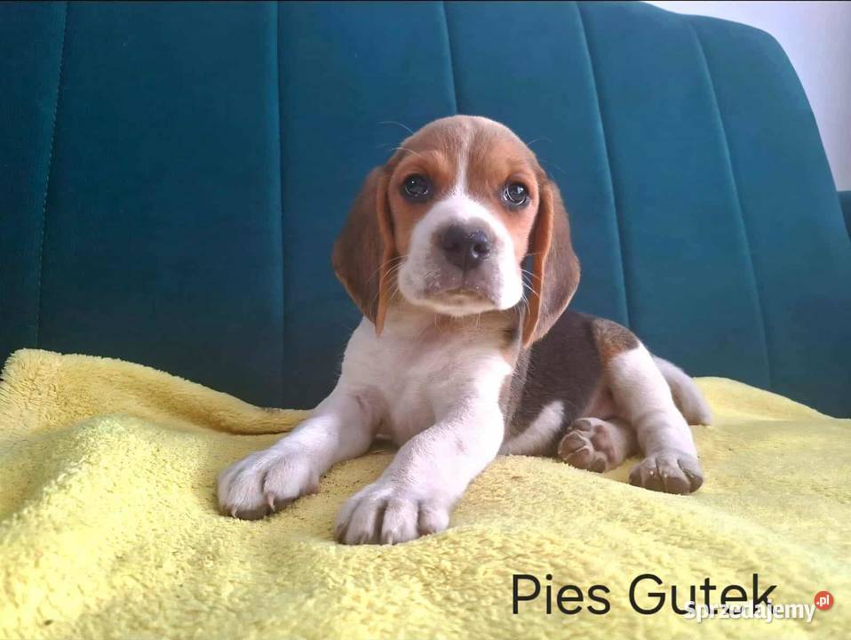 beagle tricolor