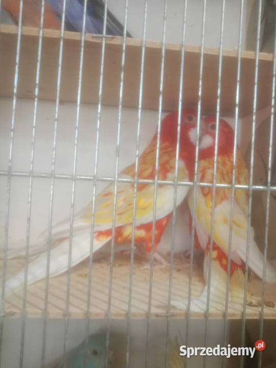 Rozelle królewskie białolice małopolskie Zakrzów sprzedam