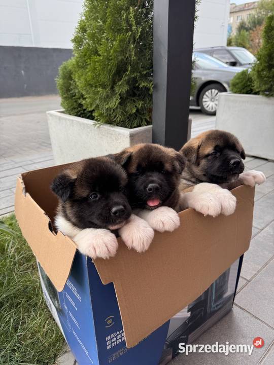Szczenięta rasy American Akita Akita Lublin