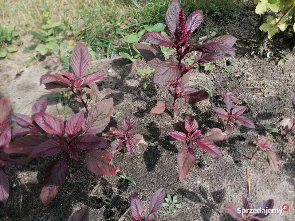Szarłat prosty amarantusRoślina ogrodowakwiaty Łódź