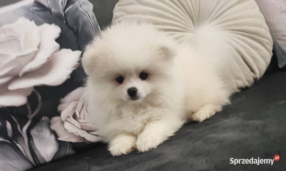 Pomeraniany suczki Bolesławiec
