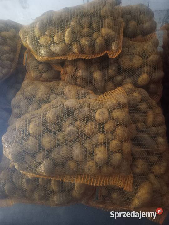 Ziemniaki paszowe z transportem Rośliny okopowe Gać