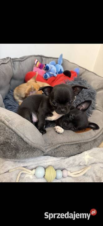 Śliczna mini chihuahua Kretka