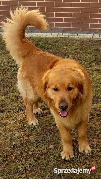 Golden Retriever Ciechowice sprzedam