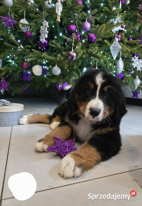 Berneńczyk czyli Berneński Pies Pasterski sprzedam