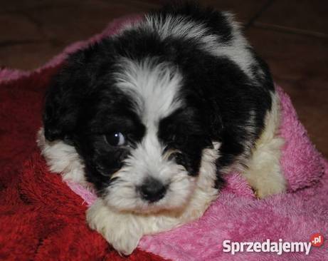 MALTIPOO harlekin mini maltańczyk pudel CHIP