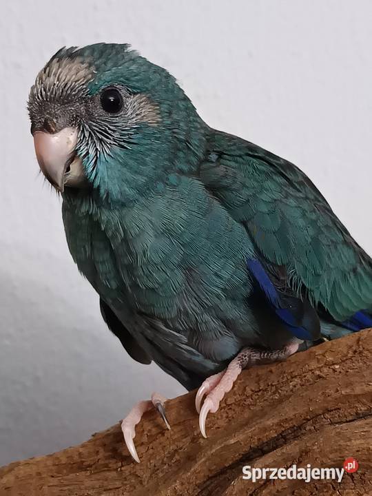 Papuga ręcznie karmiona oswojona mazowieckie Warszawa