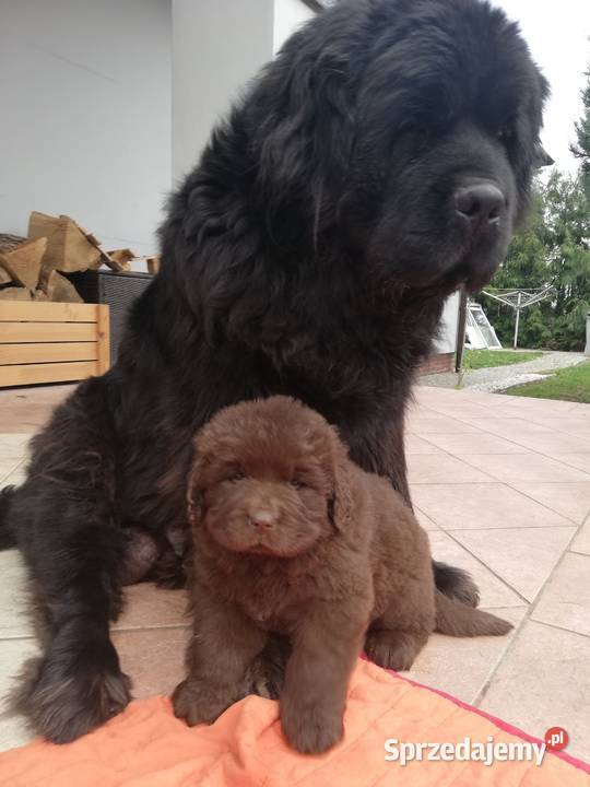 Nowofundlandy Pozostałe sprzedam