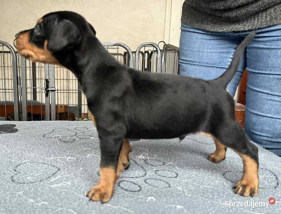 Pinczer średni szczenięta rodowodowe Konin