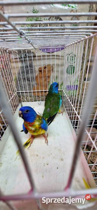 Łąkówki Wspaniałe samce śląskie Bujaków