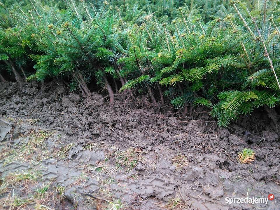 Jodła kaukaska 21 22 Jodła kaukaska jodła na Iglaste