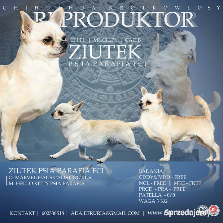 Chihuahua REPRODUKTORY szczenięta FCI Wwy Duży Dół