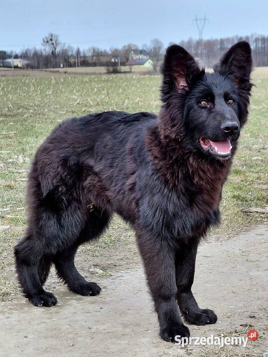 Czarny Piesek Owczarek Niemiecki Długowłosy Grzęby