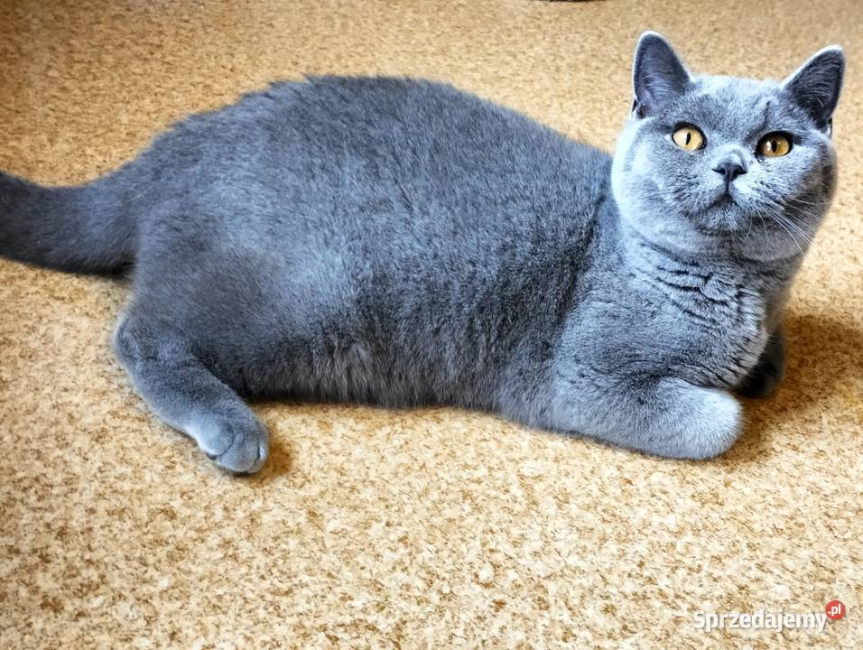 Kochany Waldi już do odbioru Rodowód Zwierzęta łódzkie