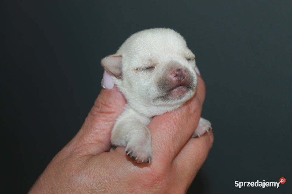 Chihuahua krótkowłosa dziewczynka ZKwP FCI zachodniopomorskie Świnoujście