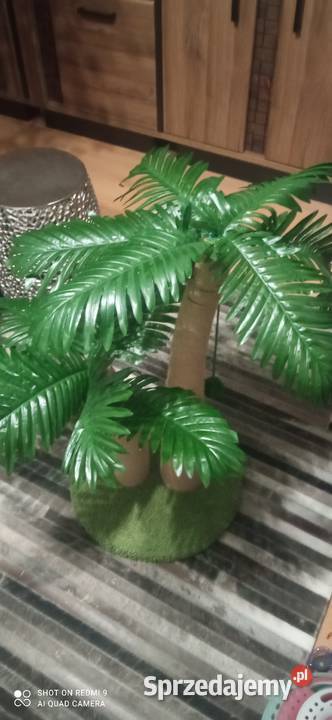 Drapak kota palma tropikalna kokosowa piękny Białystok