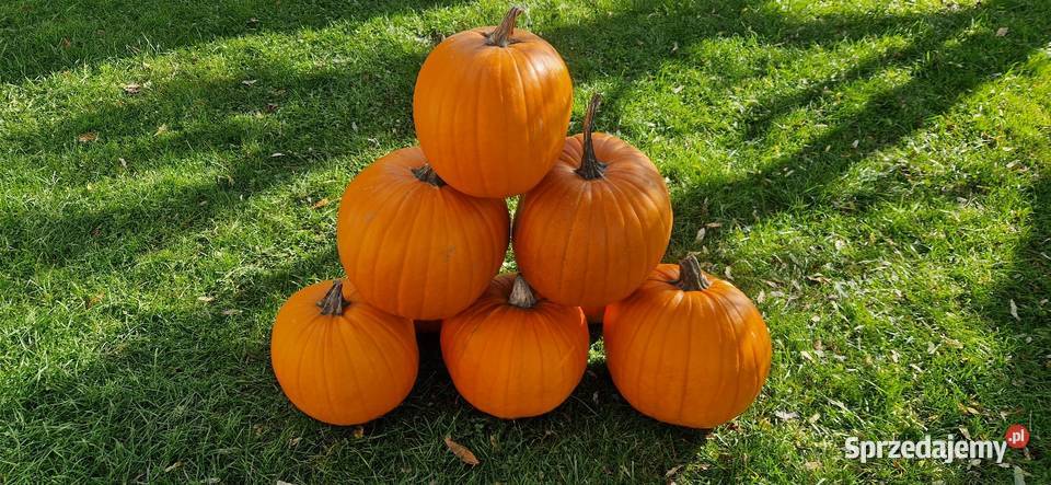 Dynia Halloween Hokkaido Dzierzkowice-Podwody