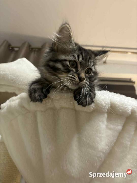 Sprzedam kota syberyjskiego Szastarka