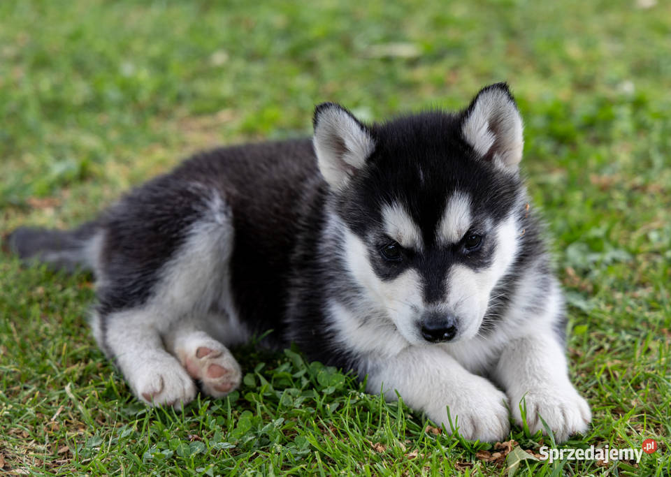 Śliczny piesek Husky szczeniak z rodowodem Wola Zarczycka