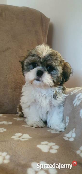 Śliczny Piesek Shih Tzu lubelskie Puławy