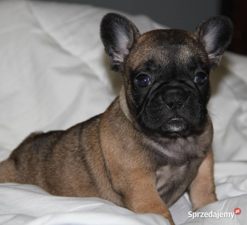 Buldog Francuski szczeniaki Kędzierzyn-Koźle