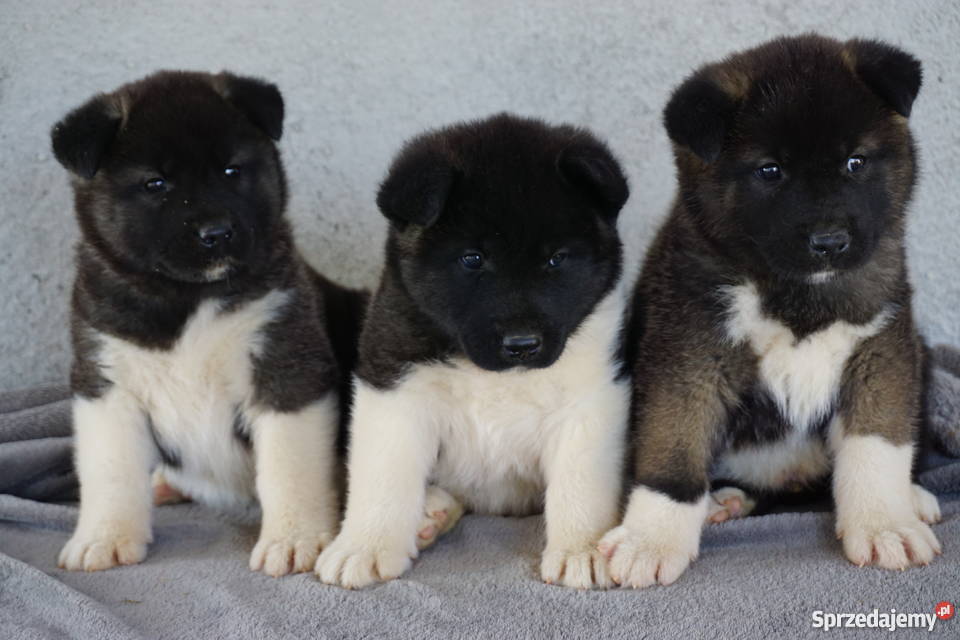 Akita Amerykańska FCI ZKWP Akita sprzedam