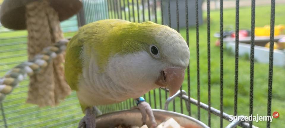 Mniszką nizinna śląskie Kaczyce