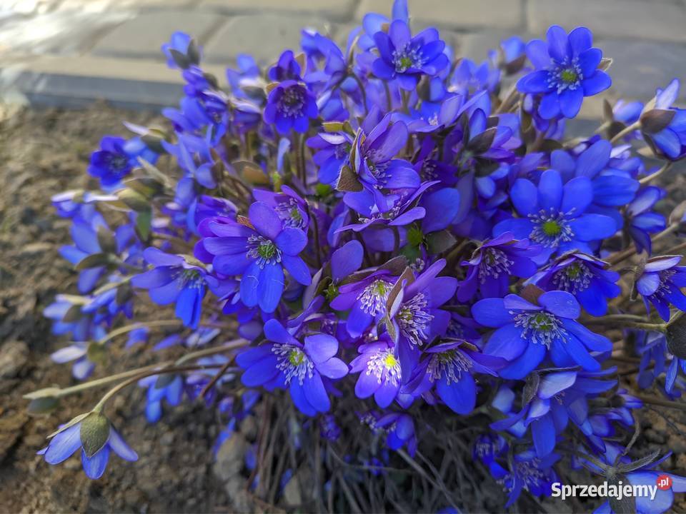 Przylaszczka zakwitnie w tym roku Lublin