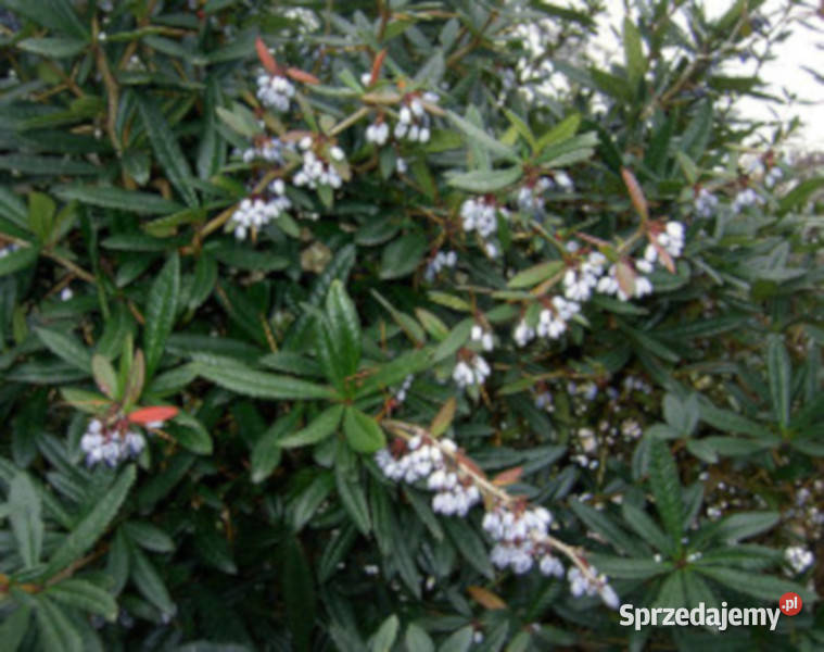 BERBERYS JULIANNY sadzonki w doniczkach kujawsko-pomorskie Ustronie