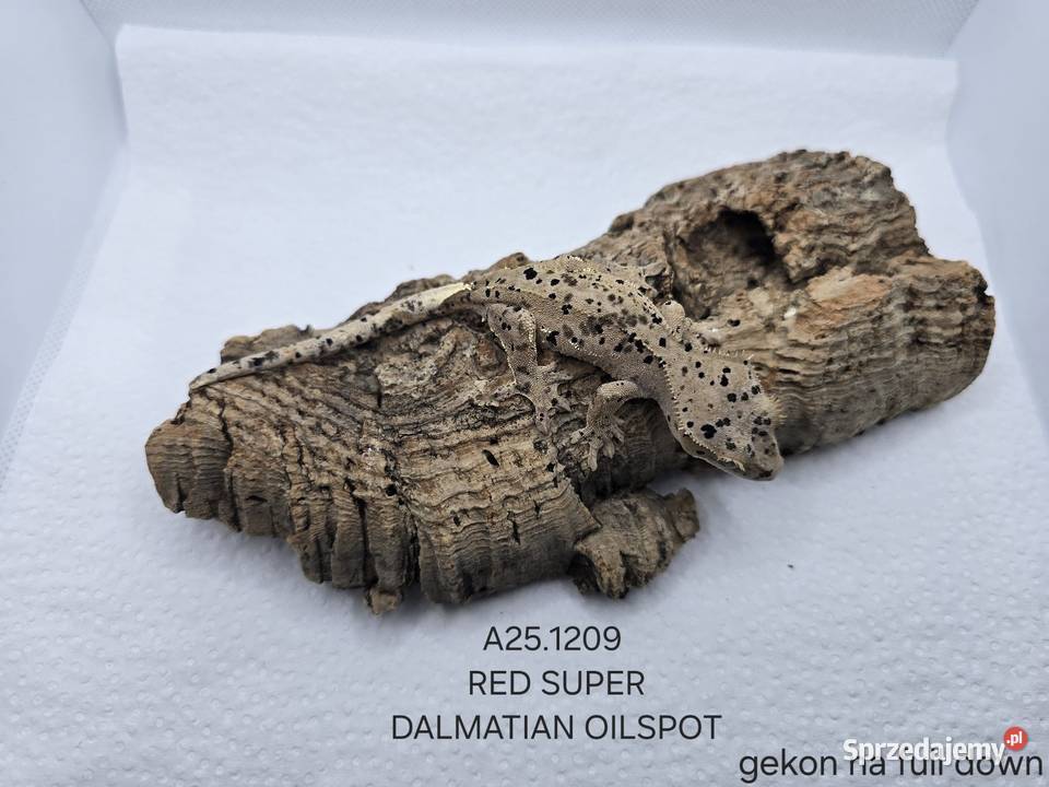 Gekony orzęsione Zawiercie