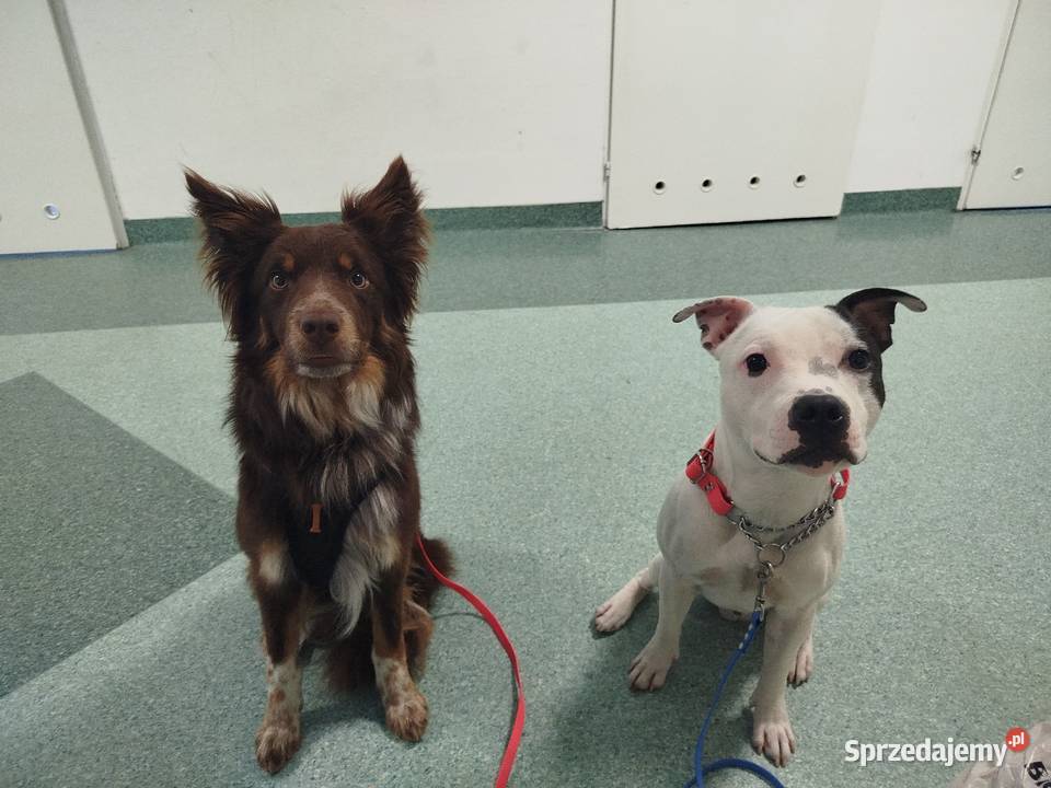 Staffordshire bull terrier