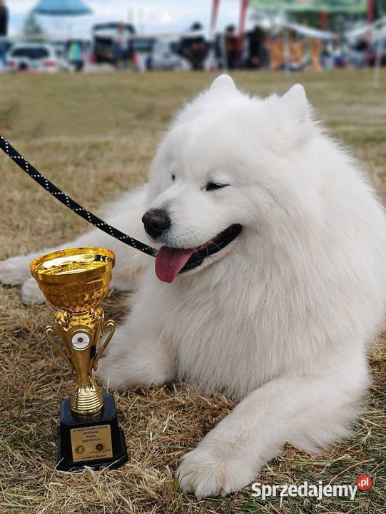 Samoyed reproduktor Olszówka