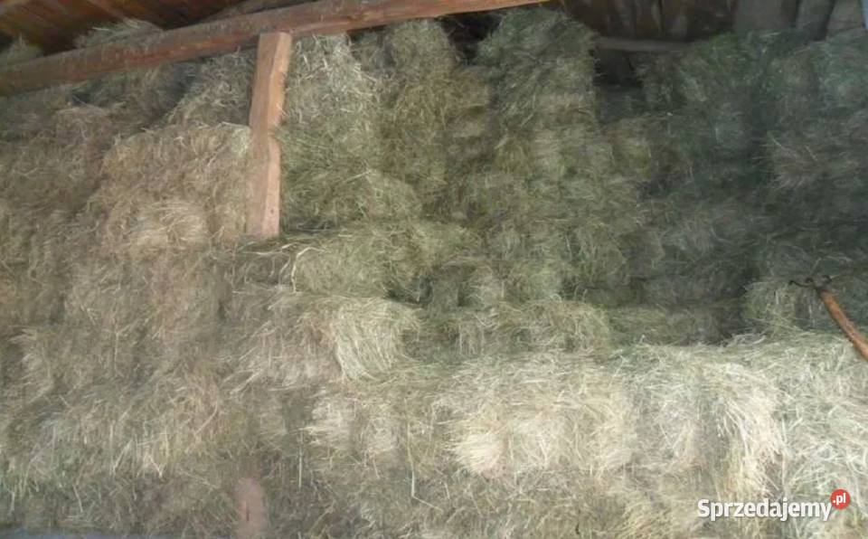 Siano łąkowe 2024 małopolskie