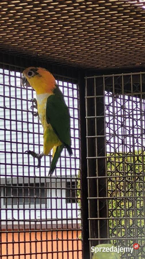 Barwinka białobrzucha kujawsko-pomorskie Bydgoszcz sprzedam