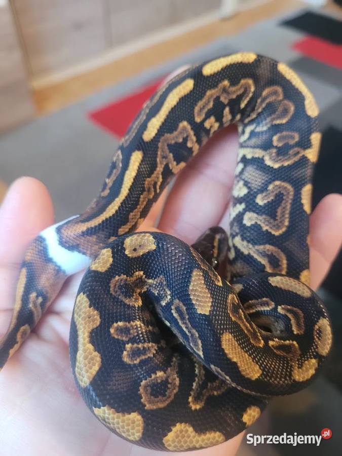 Samica black pastel yellow belly het pied Starachowice