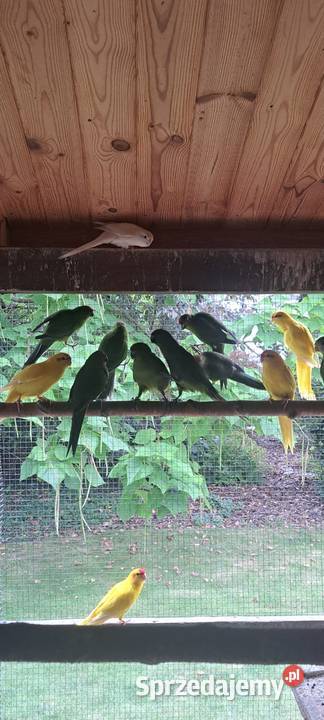 Modrolotki Hrubieszów