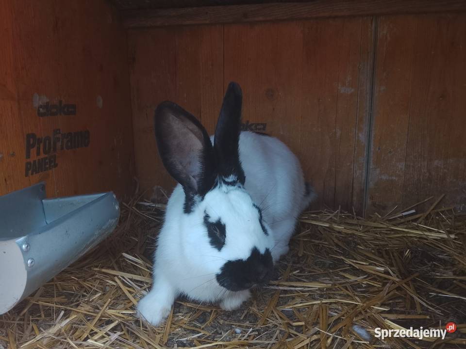 Sprzedam królika srokacza sprzedam