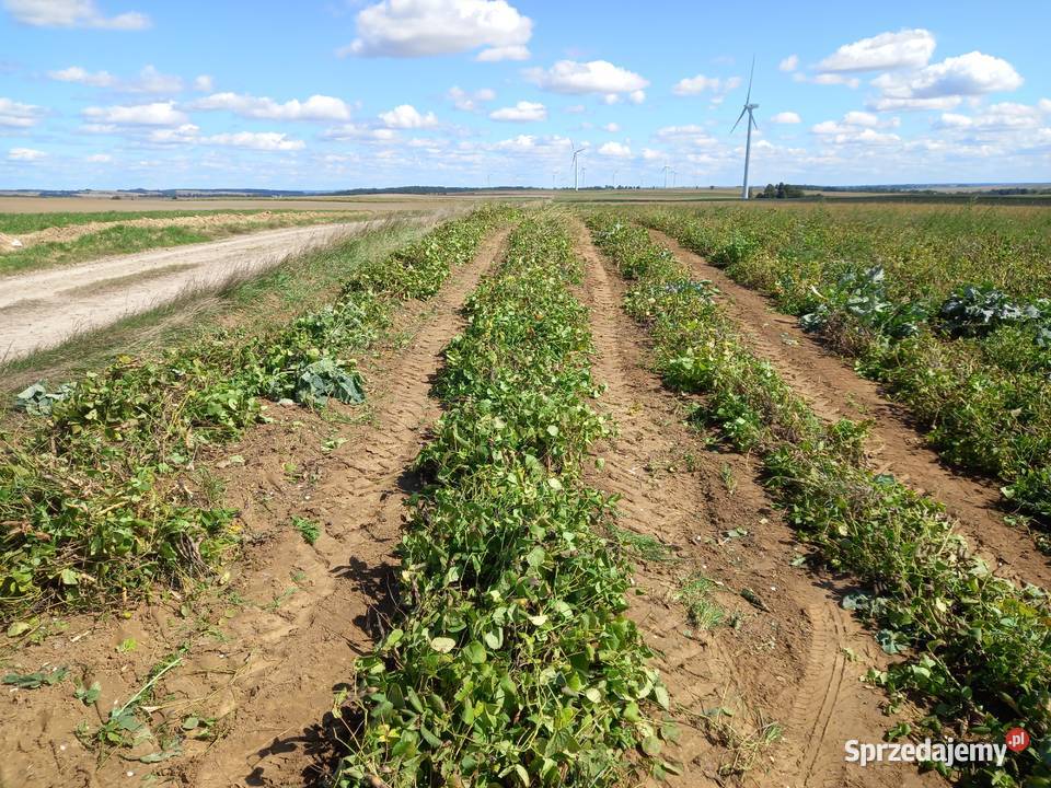 Kosiarka Ścinarka rotacyjna do fasoli Tomaszów Lubelski