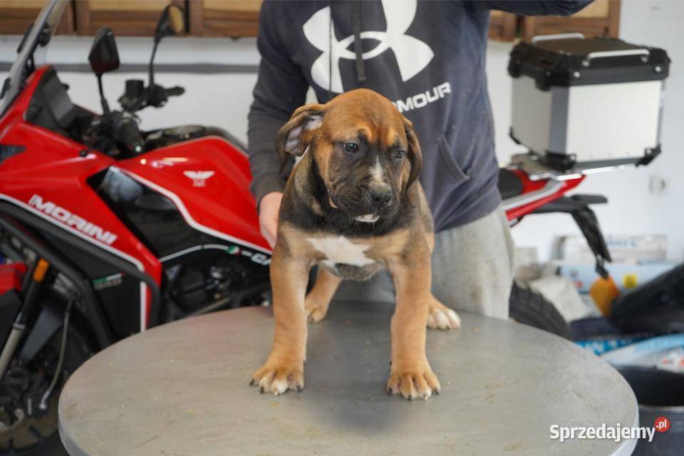 Boerboel Szczenięta mastifa