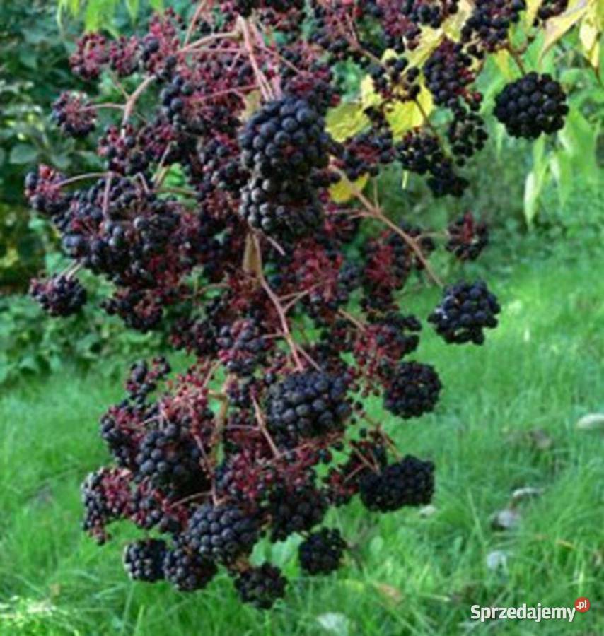 ARALIA CHIŃSKA Aralia chinensis NASIONA 10000 Lubanie