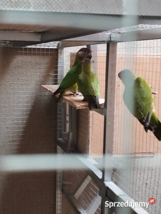 Afrykanki senegalskie 2025 Jasło