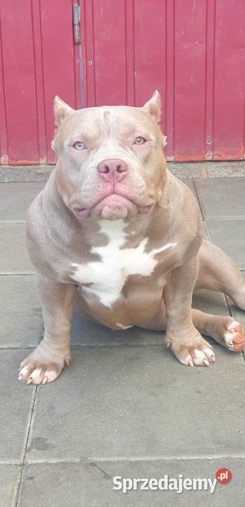 American Bully Pocket suka Limanowa