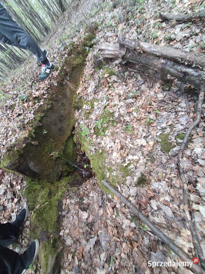 Lipnica Dolna urokliwy młody las leśna Sprzedaż sprzedam