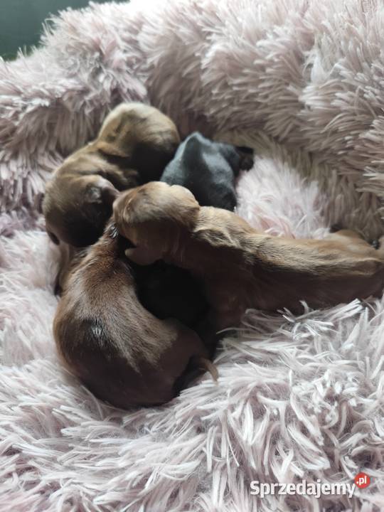 Jamnik krótkowłosy standardowy czekoladowyczarny mazowieckie Glinojeck