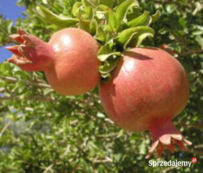 GRANATOWIEC WŁAŚCIWY Punica granatum NASIONA Lubanie